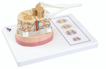 Spinal Cord Model with Nerve Roots, 3B Smart Anatomy
