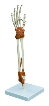 Functional Elbow and Hand Joint Model with Ligaments