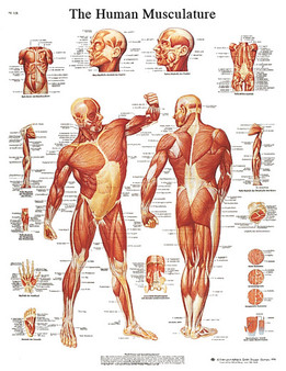 Anatomical Chart - the musculature, paper