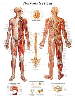 Anatomical Chart - the nervous system chart, paper