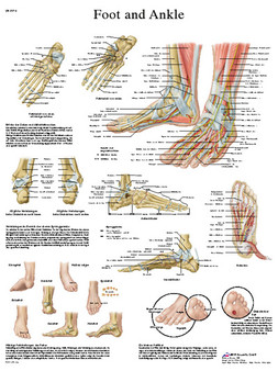 Anatomical Chart - The foot and ankle, laminated