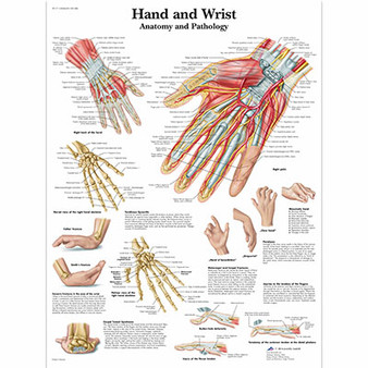 Anatomical Chart - The hand and wrist, laminated