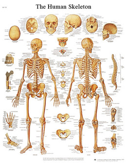 Anatomical Chart - The human skeleton, laminated