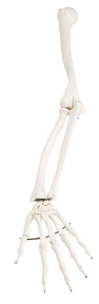 Left Arm (Hand, Ulna, Radius, Humerus) Skeleton Model (wired)