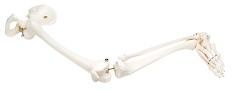 Left Full Leg with Pevic Innominate Skeleton Model (wired)