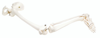 Right Full Leg with Pelvic Innominate Skeleton Model (wired)