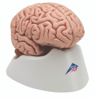 Classic Brain 5-Part Anatomical Model