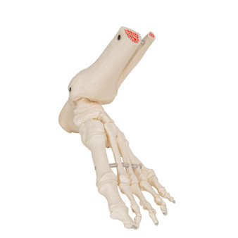 3B Scientific Anatomical Foot and Ankle Skeleton Model Ant