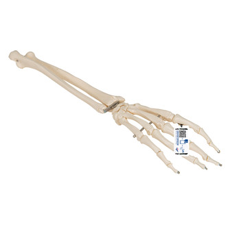 Human Hand Skeleton Model with Ulna and Radius - Wire Mounted