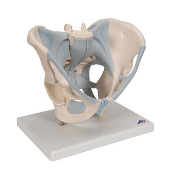 3B Scientific Anatomical 2-Part Male Pelvis Skeleton Model with Ligaments