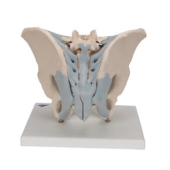 3B Scientific Anatomical 2-Part Male Pelvis Skeleton Model with Ligaments  Post
