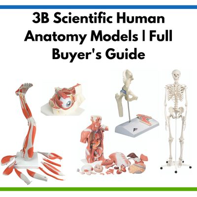 3B Scientific Human Anatomy Models | Full Buyer's Guide