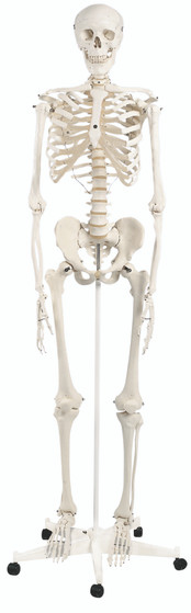 Classic Full Body Skeleton on Roller Stand – 3B Smart Anatomy Included - Front Classic Full Body Skeleton on Roller Stand – 3B Smart Anatomy Included - Front