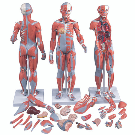 ½ Life Size Complete Anatomical Dual Sex Muscle Model, 33-Part with 3B Smart Anatomy