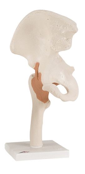 Functional Hip Joint Model with 3B Smart Anatomy