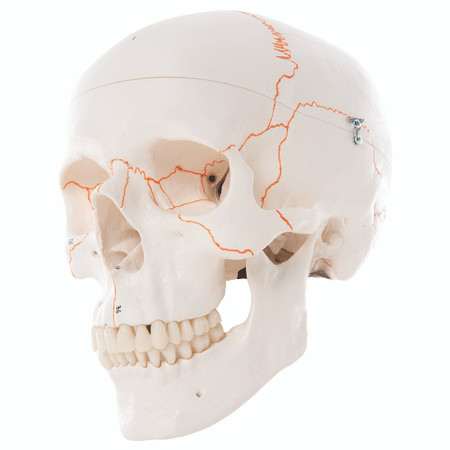3-Part Numbered Classic Skull with 3B Smart Anatomy 3-Part Numbered Classic Skull with 3B Smart Anatomy