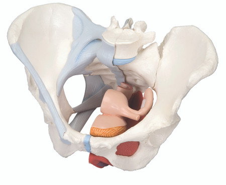 【ラプンツェル様用】ATAVISM / PUTREFIED GENITALIA Axis Scientific Female Genital Organs Model | Anatomy Warehouse