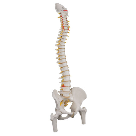 Classic Flexible Spine with Male Pelvis and Femur Heads, 3B Smart Anatomy Classic Flexible Spine with Male Pelvis and Femur Heads, 3B Smart Anatomy