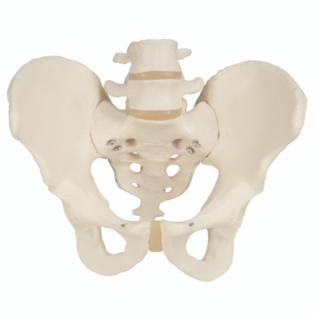 Male Pelvis Skeletal Model, 3B Smart Anatomy Male Pelvis Skeletal Model, 3B Smart Anatomy