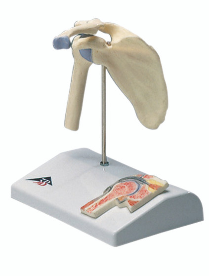Mini Shoulder Joint Anatomical Model - Bone Cross Section with 3B Smart Anatomy  Mini Shoulder Joint Anatomical Model - Bone Cross Section with 3B Smart Anatomy