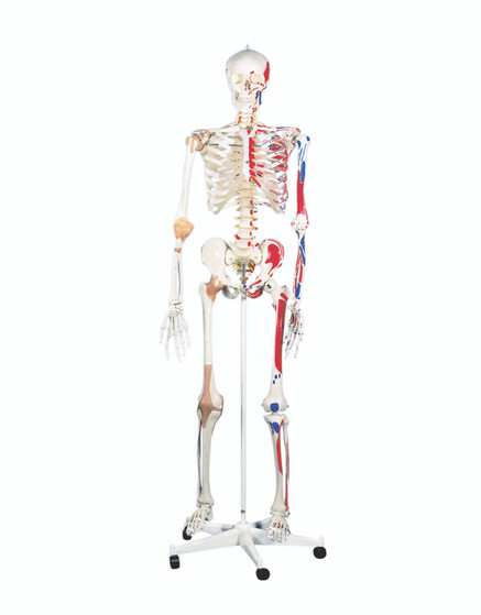 Super Skeleton on Roller Stand – Sam the Super Skeleton - Full Body Super Skeleton on Roller Stand – Sam the Super Skeleton - Full Body