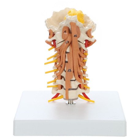 Anatomical Model of Cervical Spine with muscles, Rudiger Anatomie