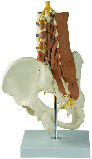 Pelvic Skeletal Model with Lumbar Spine Muscles, Rudiger Anatomie
