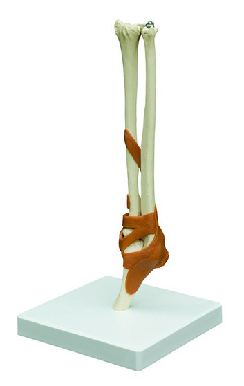 Functional Elbow Joint Model with Ligaments For Sale Functional Elbow Joint Model with Ligaments For Sale