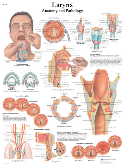 Anatomical Chart - the larynx, paper
