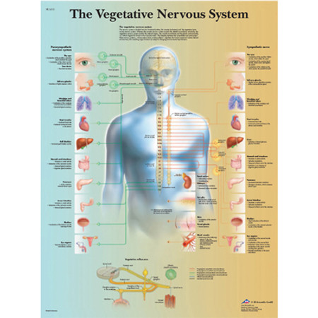 Anatomical Chart - The Vegetative nervous system, laminated Anatomical Chart - The Vegetative nervous system, laminated