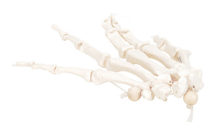 Right Hand Skeleton Model (nylon) Right Hand Skeleton Model (nylon)