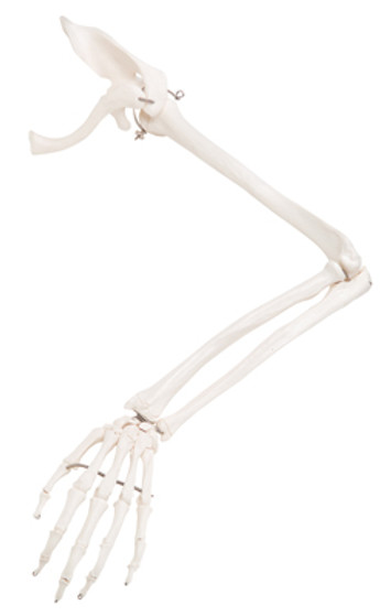 Left Full Arm with Scapula and Clavicle Skeleton Model (wired) Left Full Arm with Scapula and Clavicle Skeleton Model (wired)