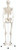 Classic Full Body Skeleton on Roller Stand – 3B Smart Anatomy Included - Front Classic Full Body Skeleton on Roller Stand – 3B Smart Anatomy Included - Front