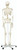 Classic Full Body Skeleton on Roller Stand – 3B Smart Anatomy Included - Back Classic Full Body Skeleton on Roller Stand – 3B Smart Anatomy Included - Back