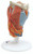 Anatomical Larynx 2-Part Model with 3B Smart Anatomy