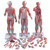½ Life Size Complete Anatomical Dual Sex Muscle Model, 33-Part with 3B Smart Anatomy