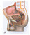 2-Part Male Anatomical Pelvic Model, 3B Smart Anatomy 2-Part Male Anatomical Pelvic Model, 3B Smart Anatomy