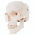 3-Part Numbered Classic Skull with 3B Smart Anatomy 3-Part Numbered Classic Skull with 3B Smart Anatomy
