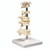 Anatomical Model of 5 Mounted Vertebrae, 3B Smart Anatomy
