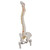 Classic Flexible Spine with Male Pelvis and Femur Heads, 3B Smart Anatomy Classic Flexible Spine with Male Pelvis and Femur Heads, 3B Smart Anatomy