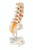 Lumbosacral Spinal Column with Herniated Disc, 3B Smart Anatomy