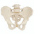 Male Pelvis Skeletal Model, 3B Smart Anatomy Male Pelvis Skeletal Model, 3B Smart Anatomy