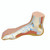 Normal Anatomical Foot Model, 3B Smart Anatomy Normal Anatomical Foot Model, 3B Smart Anatomy
