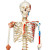 Super Skeleton on Roller Stand – Sam the Super Skeleton - Full Body Front view Super Skeleton on Roller Stand – Sam the Super Skeleton - Full Body Front view