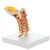 Anatomical Model of Cervical Spine with muscles, Rudiger Anatomie Side View