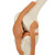 Functional Knee Joint Model with Ligaments For Sale Side View