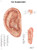 Anatomical Chart - acupuncture of the ear, laminated