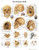 Anatomical Chart - The human skull, laminated