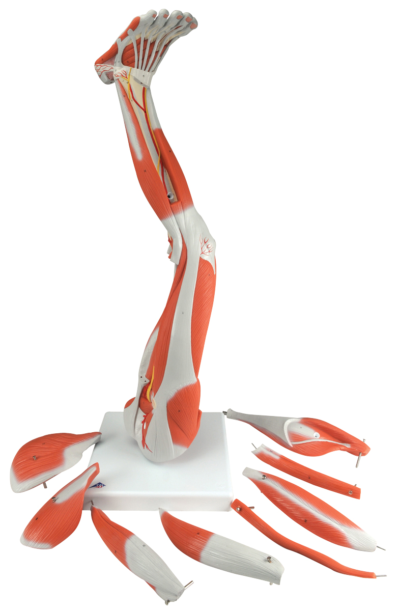 Muscular Leg Model, Regular 9-Part with 3B Smart Anatomy