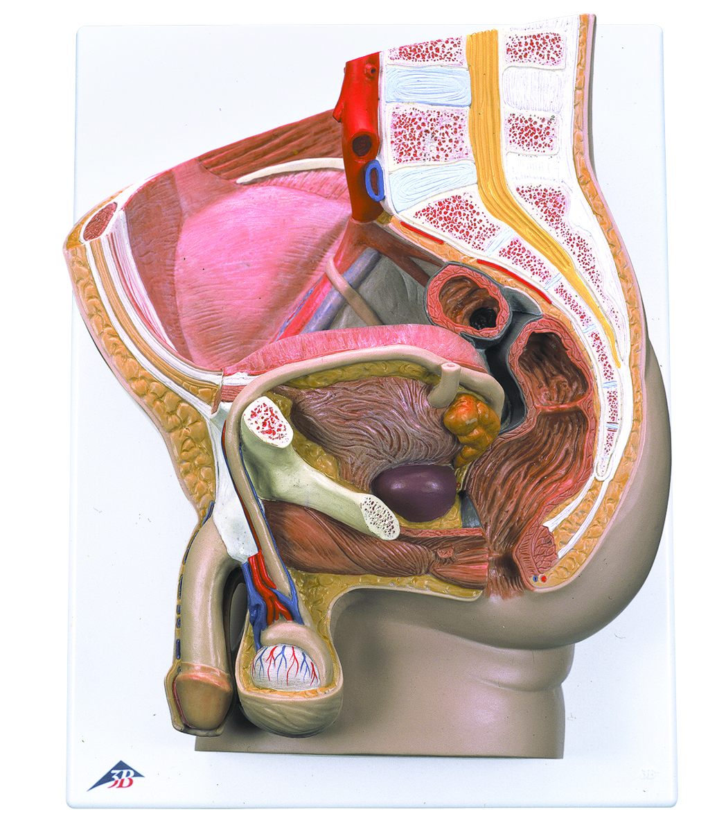 骨格分離モデル（全身） - 3B Smart Anatomy 2-Part Male Anatomical Pelvic Model, 3B Smart Anatomy
